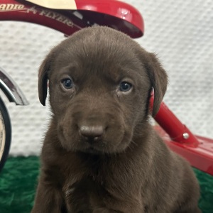 Labrador Retriever Puppy Charley
