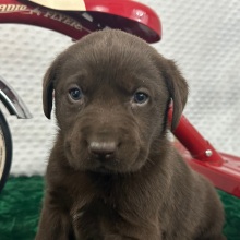Labrador Retriever Puppy Charley