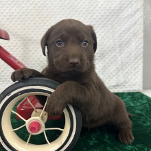 Labrador Retriever Puppy Charley