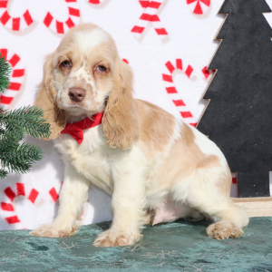Cocker Spaniel Puppy Riley