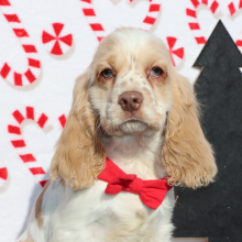 Cocker Spaniel Puppy Riley
