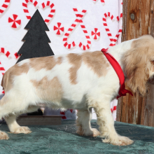 Cocker Spaniel Puppy Riley