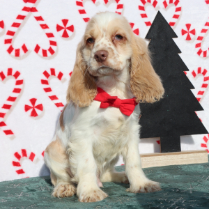 Cocker Spaniel Puppy Riley