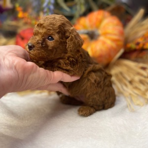 Poodle Puppy Juliet