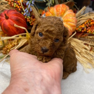 Poodle Puppy Juliet