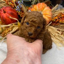Poodle Puppy Juliet