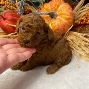 Poodle Puppy Juliet