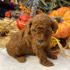 Poodle Puppy Juliet