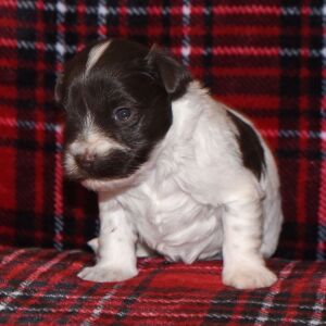 Miniature Schnauzer Puppy Maggie