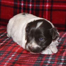 Miniature Schnauzer Puppy Maggie