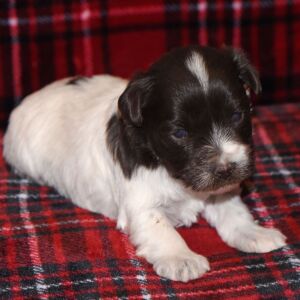 Miniature Schnauzer Puppy Maggie