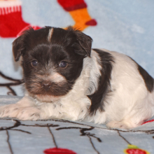 Miniature Schnauzer Puppy Maggie