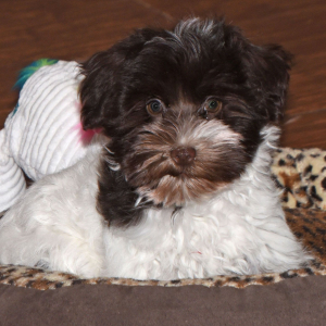 Miniature Schnauzer Puppy Maggie