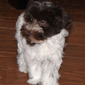 Miniature Schnauzer Puppy Maggie