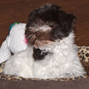 Miniature Schnauzer Puppy Maggie