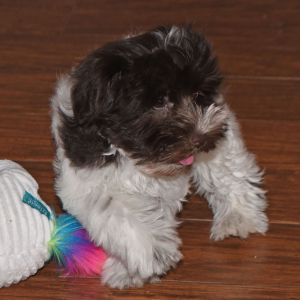 Miniature Schnauzer Puppy Maggie