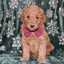 Goldendoodle Puppy Davis