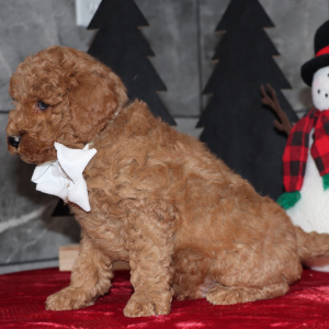 Goldendoodle Puppy Davis