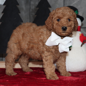 Goldendoodle Puppy Davis