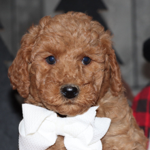Goldendoodle Puppy Davis