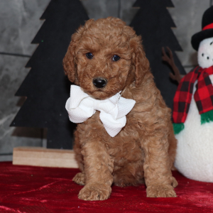 Goldendoodle Puppy Davis