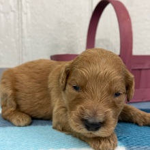 Goldendoodle Puppy Polly