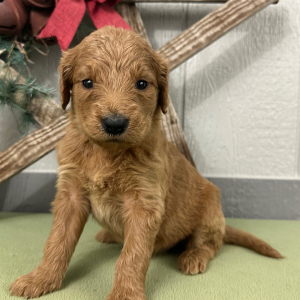 Goldendoodle Puppy Polly