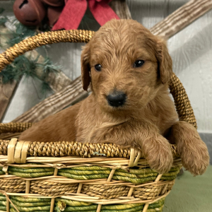 Goldendoodle Puppy Polly