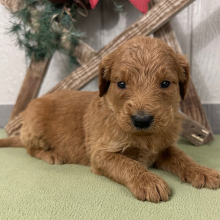 Goldendoodle Puppy Polly