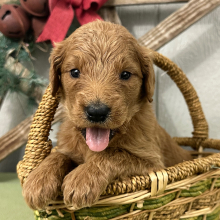 Goldendoodle Puppy Polly