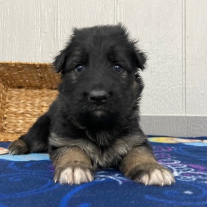 German Shepherd Dog Puppy Oma