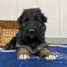 German Shepherd Dog Puppy Oma