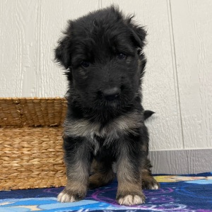 German Shepherd Dog Puppy Oma