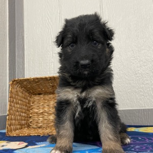German Shepherd Dog Puppy Oma