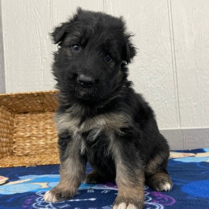 German Shepherd Dog Puppy Oma