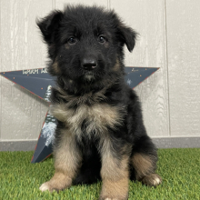 German Shepherd Dog Puppy Oma