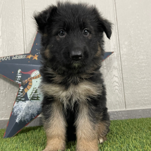 German Shepherd Dog Puppy Oma