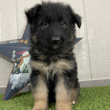 German Shepherd Dog Puppy Oma