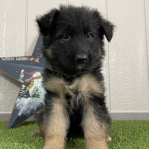 German Shepherd Dog Puppy Oma
