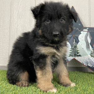 German Shepherd Dog Puppy Oma
