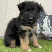 German Shepherd Dog Puppy Oma