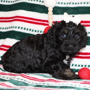 Cockapoo Puppy Paris