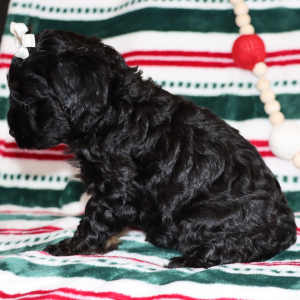 Cockapoo Puppy Paris
