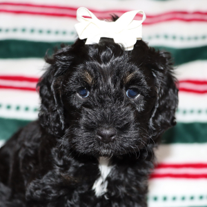 Cockapoo Puppy Paris