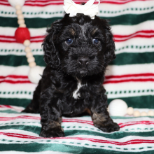 Cockapoo Puppy Paris