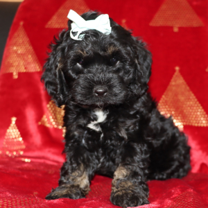 Cockapoo Puppy Paris