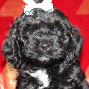Cockapoo Puppy Paris