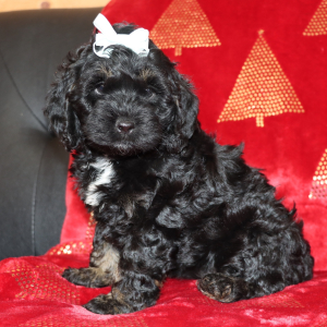 Cockapoo Puppy Paris