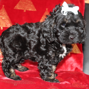 Cockapoo Puppy Paris