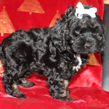 Cockapoo Puppy Paris
